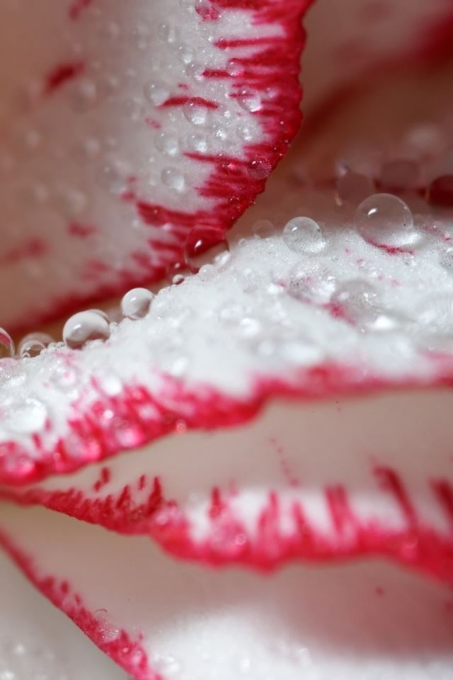 640x960 Droplets - droplets iPhone 4s Wallpaper