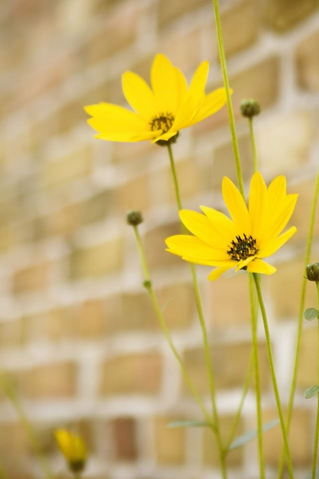 640x960 Pretty little flowers - pretty iPhone 4s Wallpaper