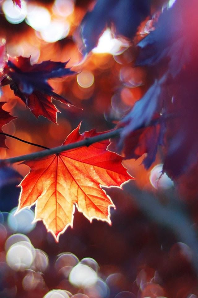 640x960 Autumn Leaves - circle iPhone 4s Wallpaper