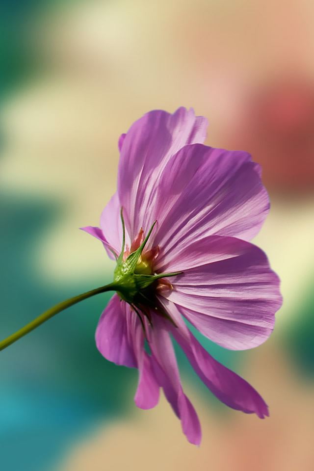 640x960 Cosmos 1 - stem iPhone 4s Wallpaper