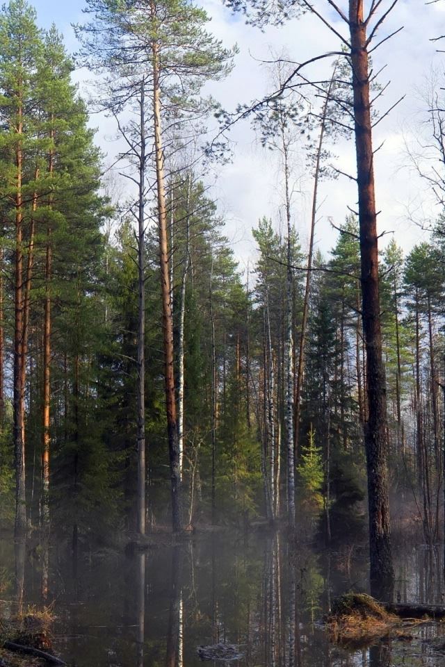 640x960 Forest Mist At Morning - mist iPhone 4s Wallpaper