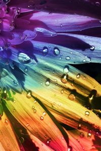 Colored water drops on petals wallpaper