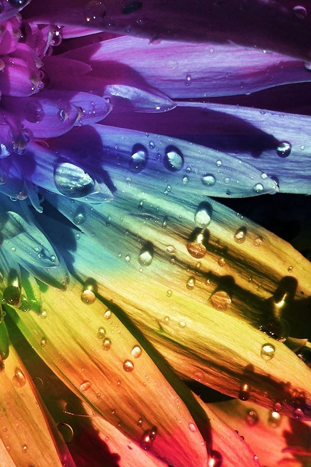 640x960 Colored water drops on petals - petals iPhone 4s Wallpaper