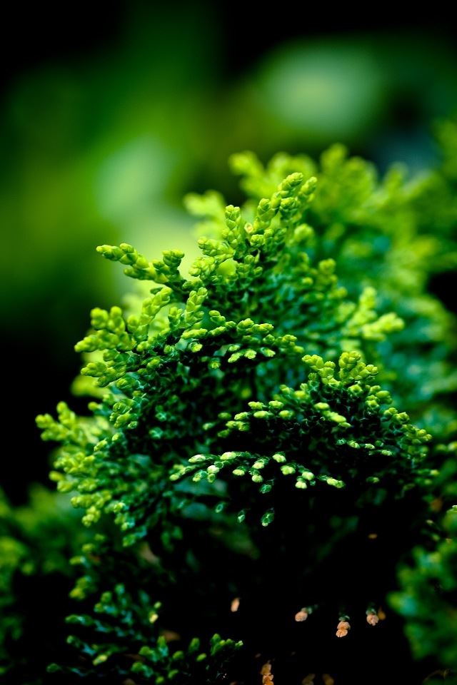 640x960 Green pine close up - cypress iPhone 4s Wallpaper