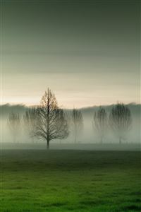 Morning mist in the woods wallpaper