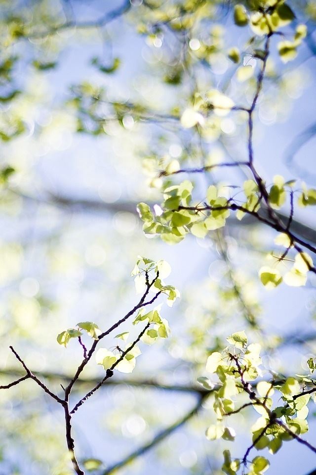 640x960 Light through leaves - through iPhone 4s Wallpaper