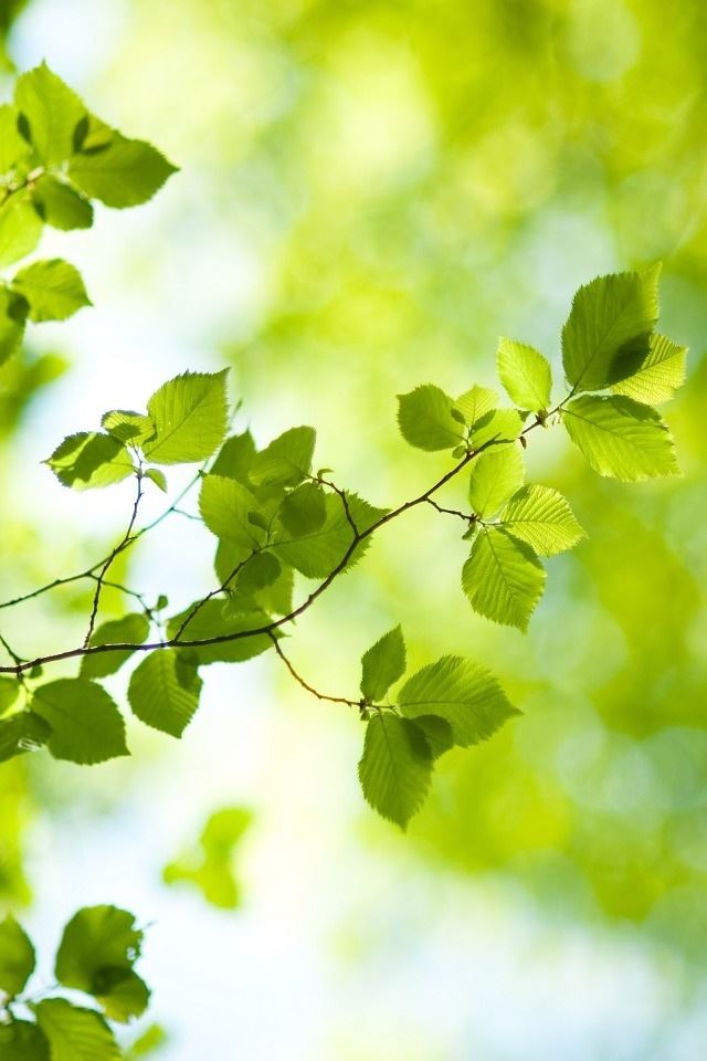 640x960 Light through leaves - through iPhone 4s Wallpaper