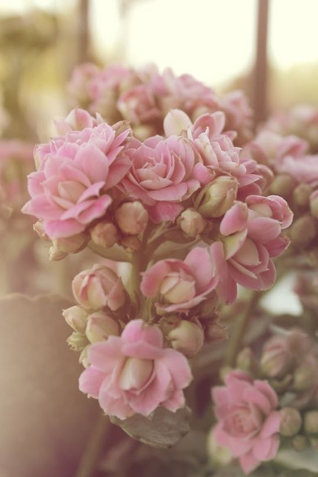 640x960 Pink flower - bud iPhone 4s Wallpaper