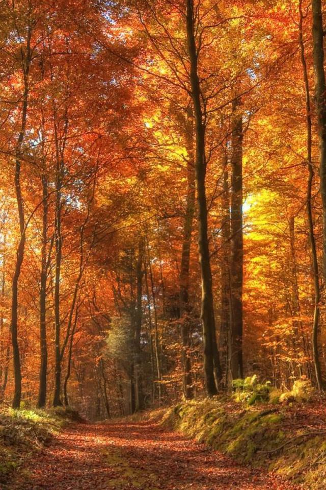 640x960 Path In The Forest - tree iPhone 4s Wallpaper