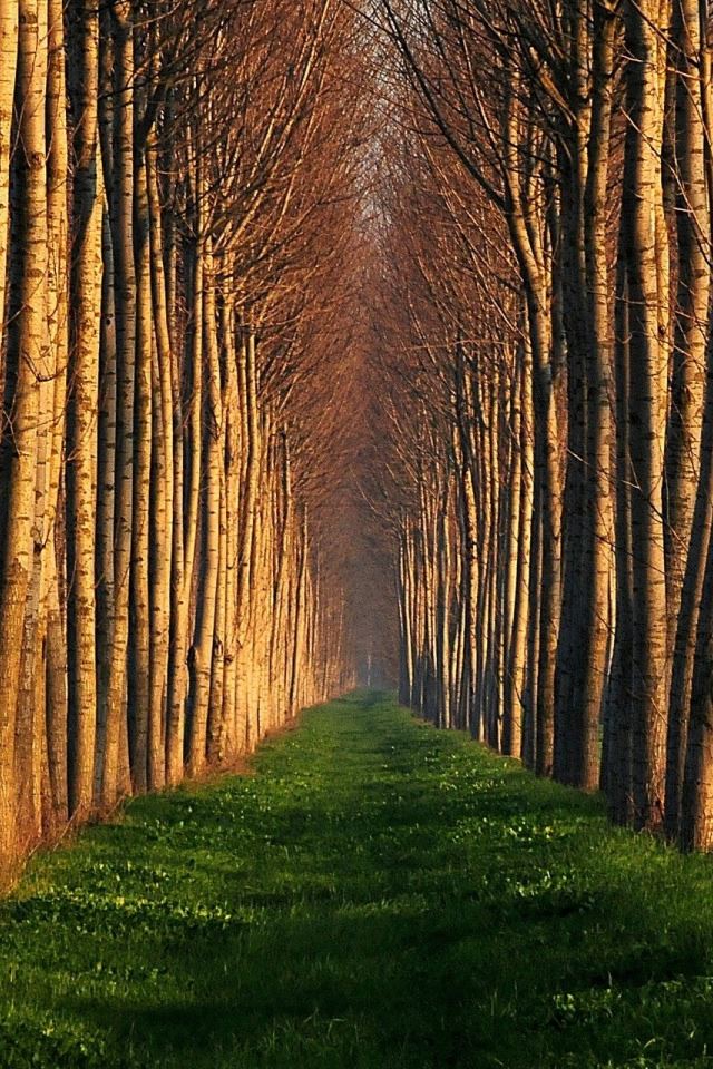 640x960 Path Lined With Trees - branch iPhone 4s Wallpaper
