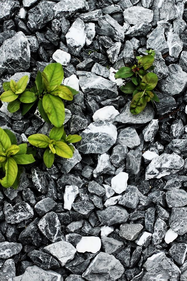 640x960 Plants Between The Stones - plant iPhone 4s Wallpaper