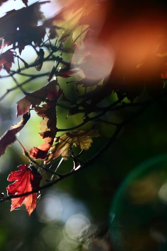 640x960 Red Maple Leaves - branch iPhone 4s Wallpaper