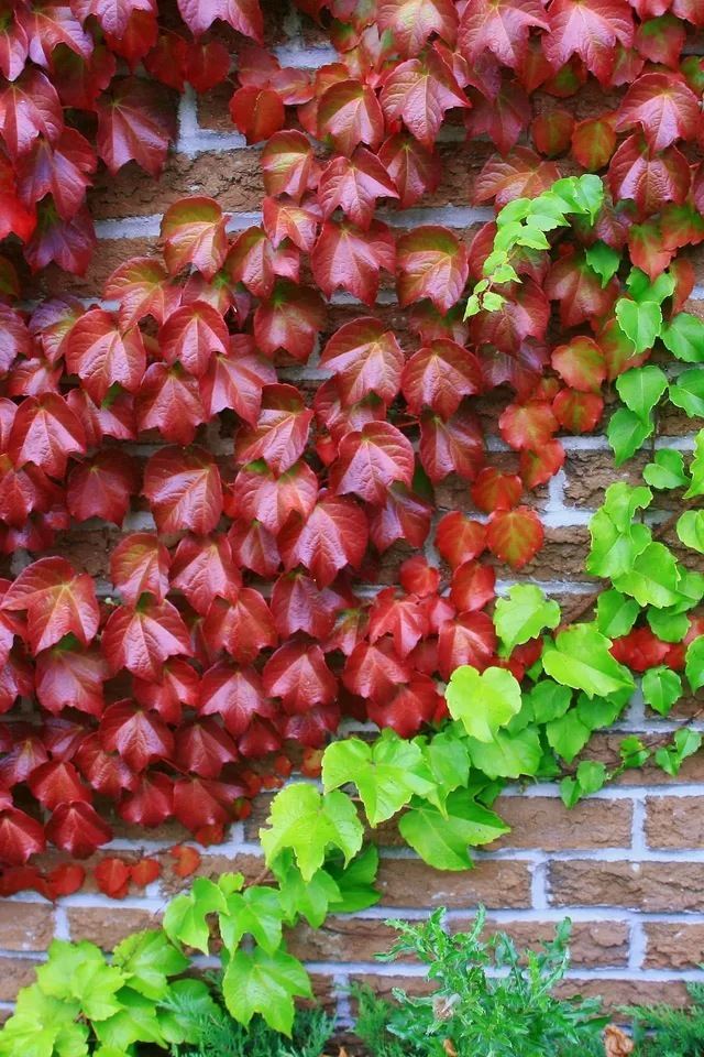640x960 Red and green ivy - grass iPhone 4s Wallpaper