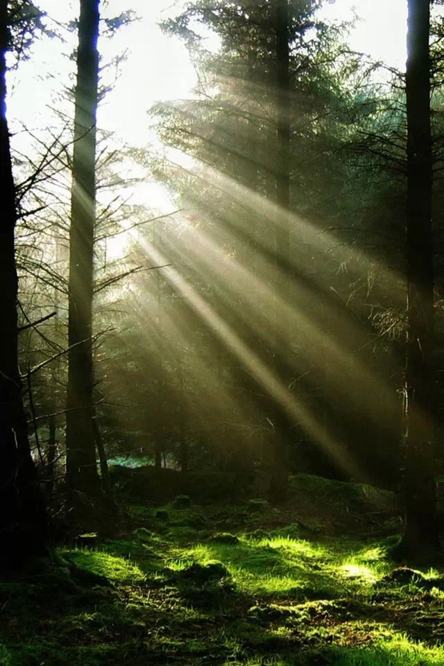 640x960 Sunlight through the Forest - forest iPhone 4s Wallpaper