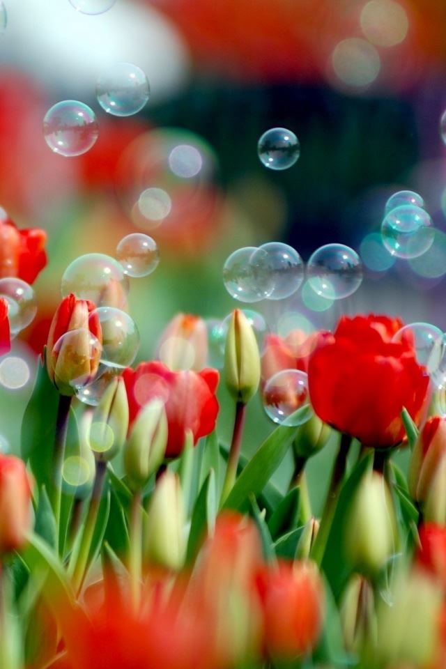 640x960 Tulips And Bubbles - leaf iPhone 4s Wallpaper