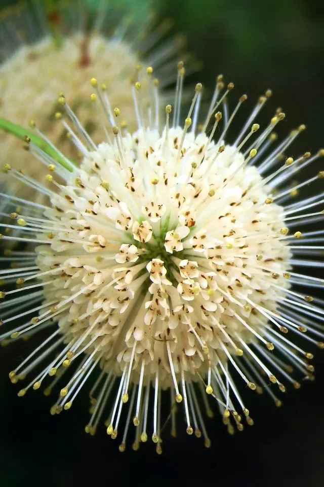640x960 Hydrangea - green iPhone 4s Wallpaper