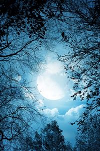 White Autumn Night wallpaper