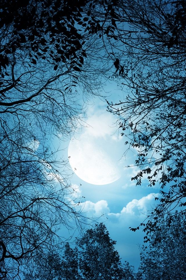 640x960 White Autumn Night - moon iPhone 4s Wallpaper