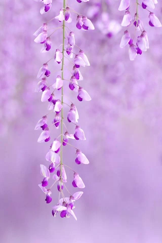 Purple flowers iPhone 4s wallpaper 