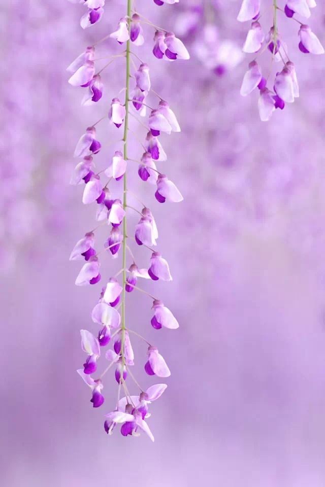 640x960 Purple flowers - flowers iPhone 4s Wallpaper