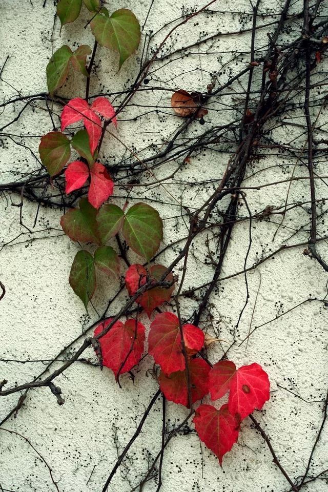 640x960 Lvy - leaf iPhone 4s Wallpaper