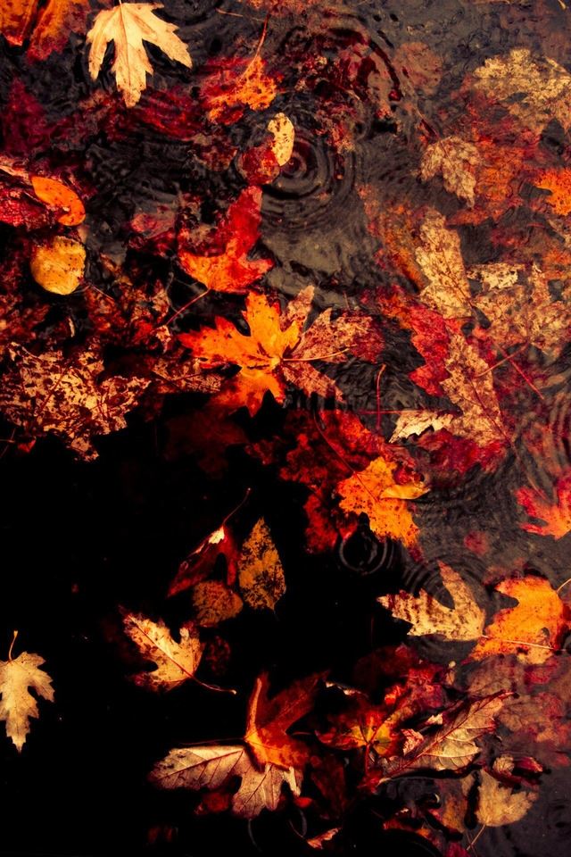 640x960 Leaves Floating On The Lake - leaves iPhone 4s Wallpaper