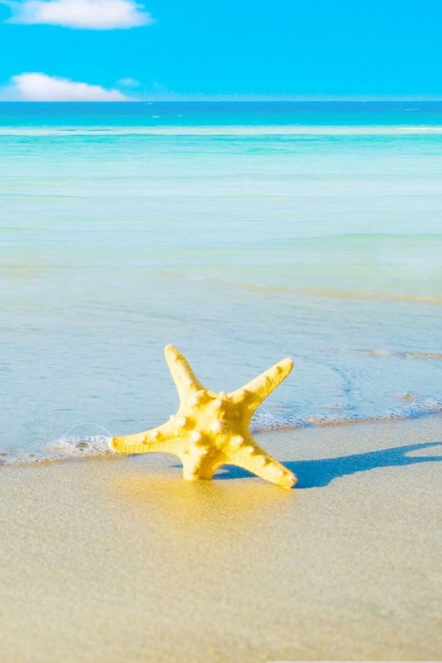 Starfish On The Beach iPhone 4s wallpaper 