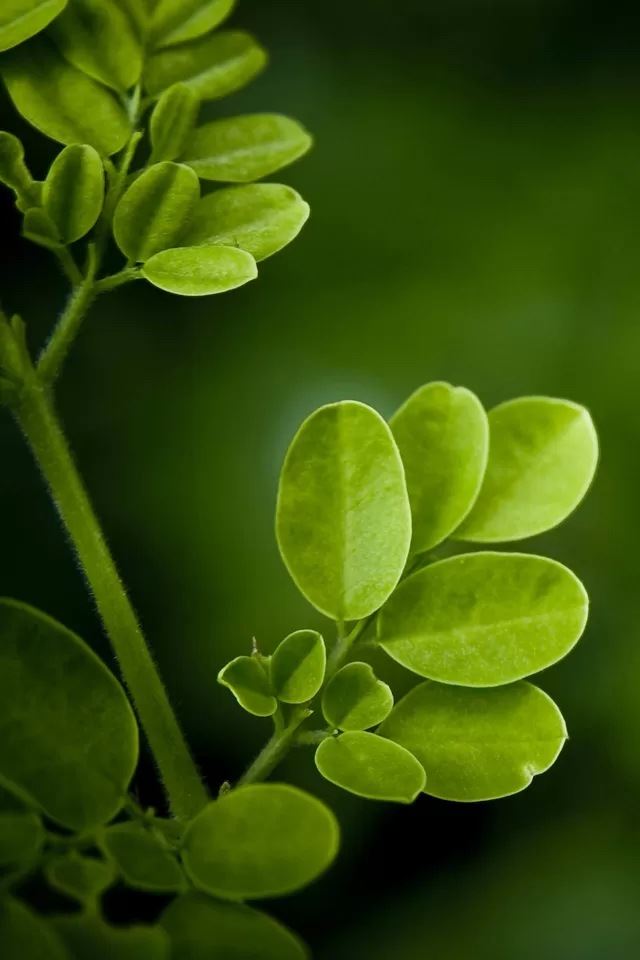 Green leaf iPhone 4s Wallpapers Free Download
