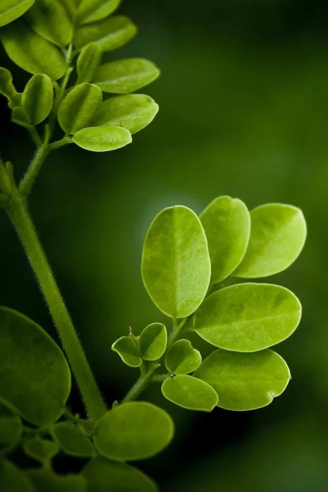 640x960 Green leaf - leaf iPhone 4s Wallpaper