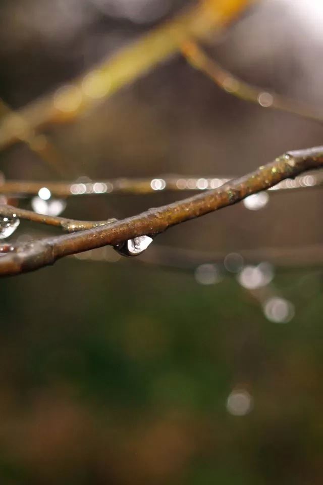 640x960 Dew on the branches - drop iPhone 4s Wallpaper