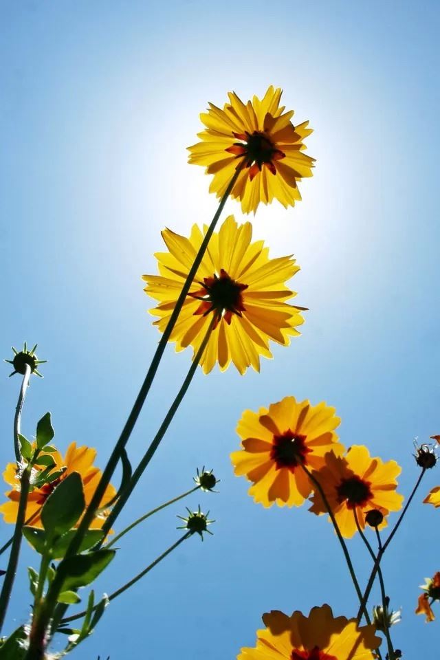 640x960 Daisy - black iPhone 4s Wallpaper