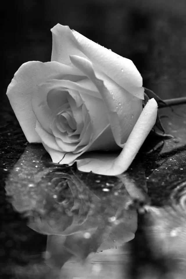 640x960 Rose - rose iPhone 4s Wallpaper