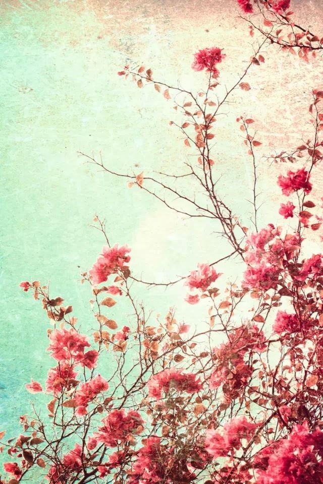 640x960 Bougainvillea -  iPhone 4s Wallpaper