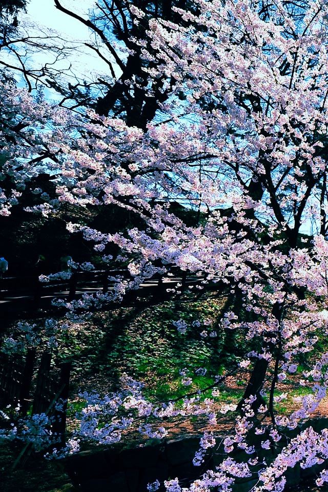 640x960 Cherry Blossom Trees - cherry iPhone 4s Wallpaper