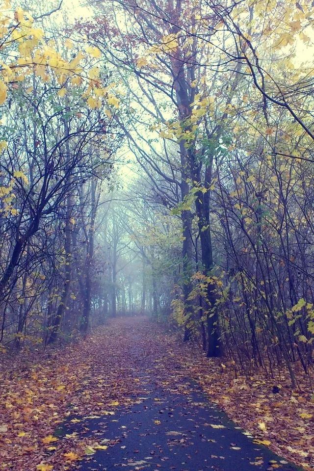 640x960 Forest - white iPhone 4s Wallpaper