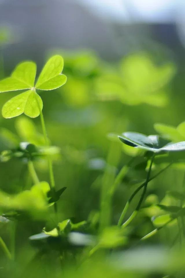 640x960 Clover - bokeh iPhone 4s Wallpaper