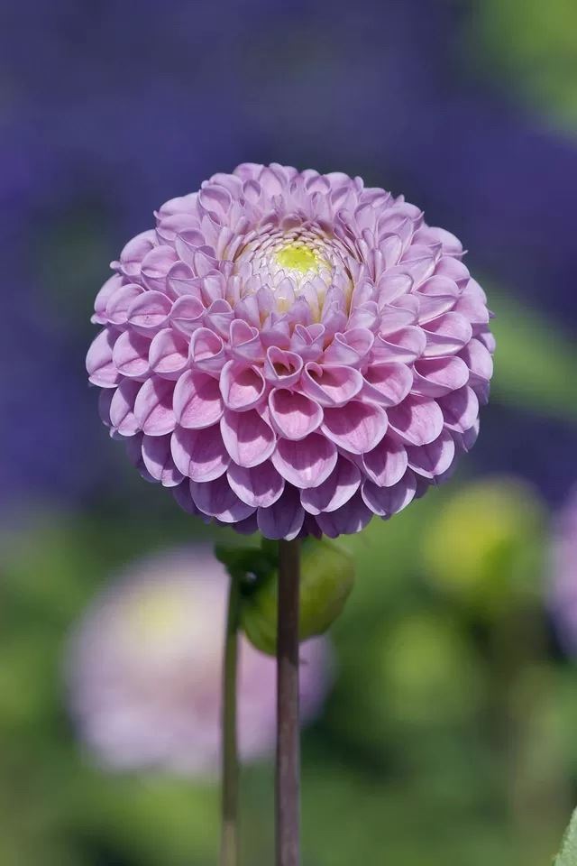 640x960 Flower - bokeh iPhone 4s Wallpaper