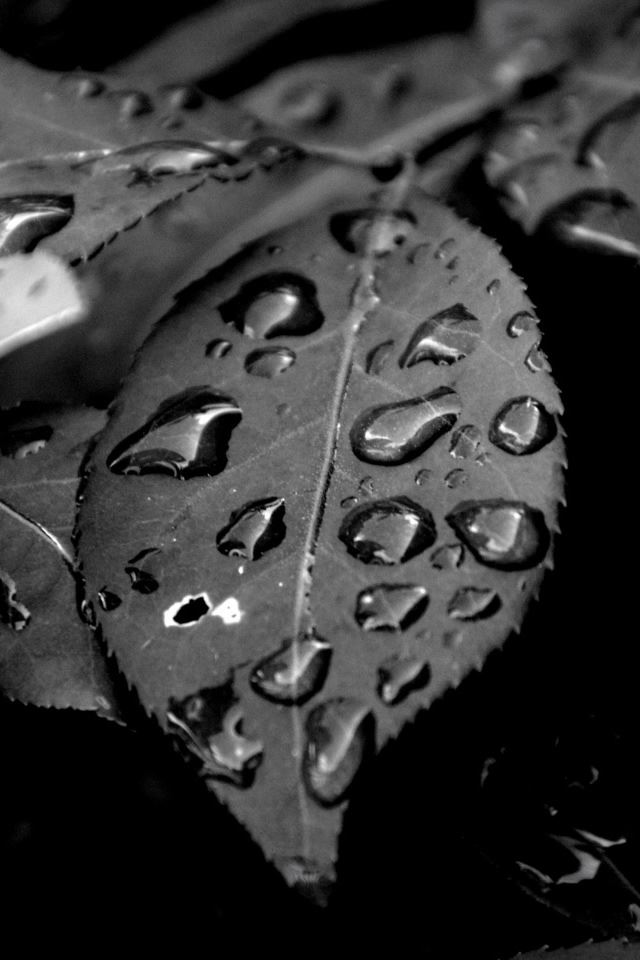 640x960 Morning Dew - droplet iPhone 4s Wallpaper