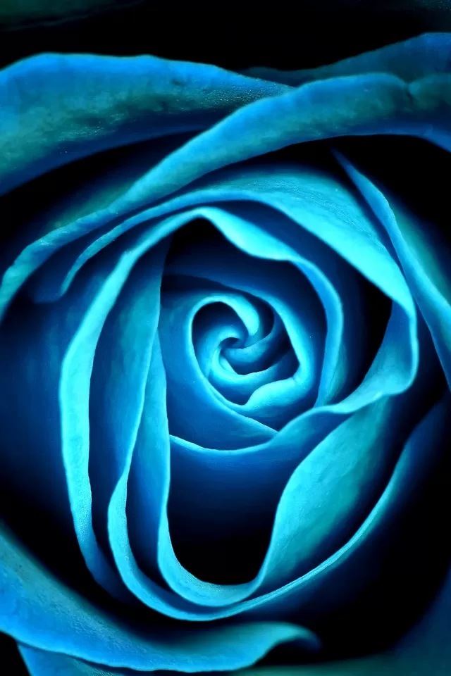 640x960 Blue rose - rose iPhone 4s Wallpaper