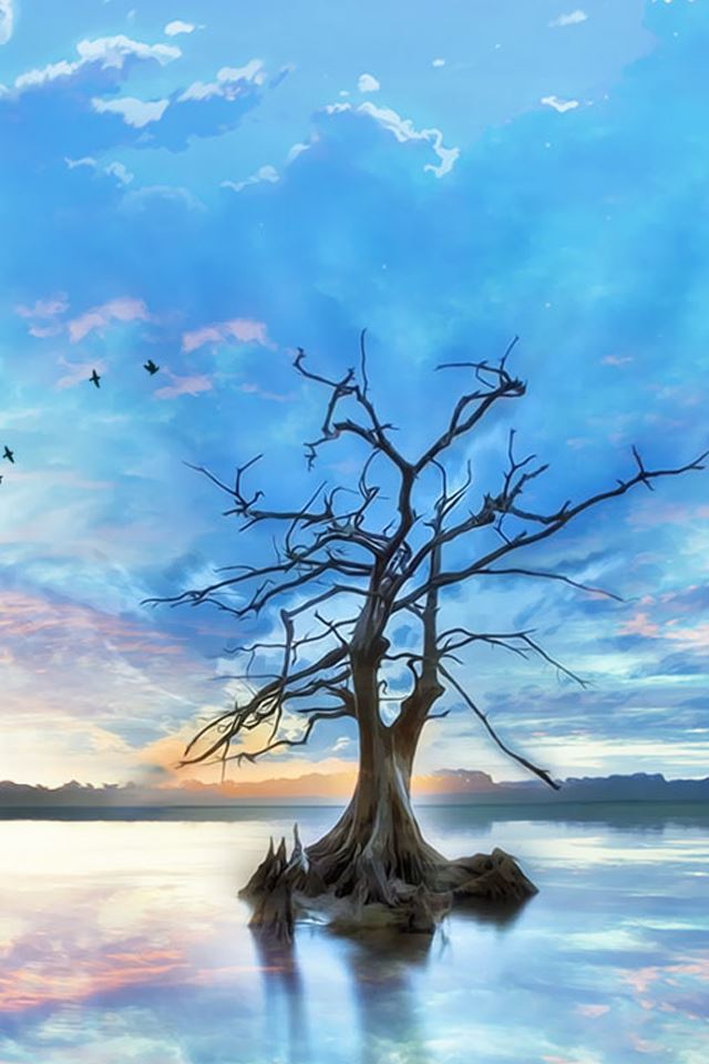 640x960 Early in the morning - tree iPhone 4s Wallpaper
