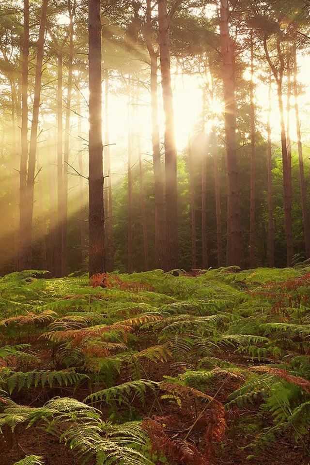 640x960 Sunny forest - grass iPhone 4s Wallpaper