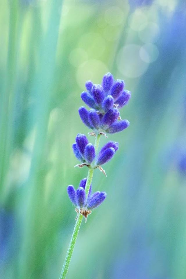 640x960 Crape myrtle flower -  iPhone 4s Wallpaper