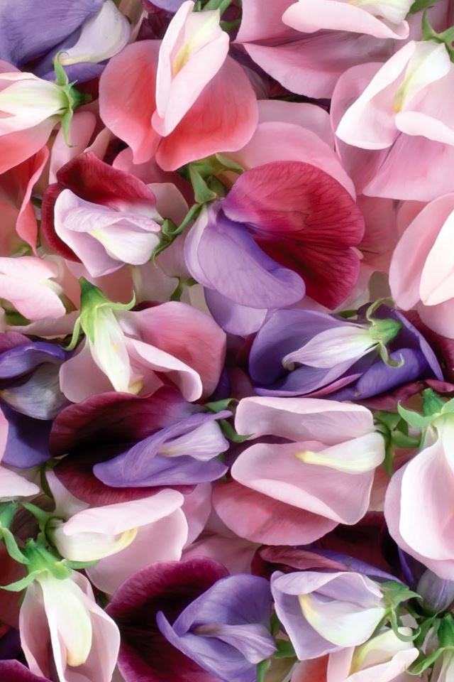 640x960 Purple And Pink Flowers - leaf iPhone 4s Wallpaper