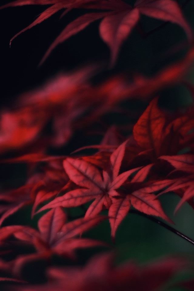 640x960 Red Leaves - black iPhone 4s Wallpaper