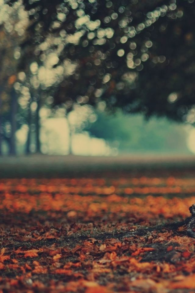 640x960 Tree Trunk - circle iPhone 4s Wallpaper