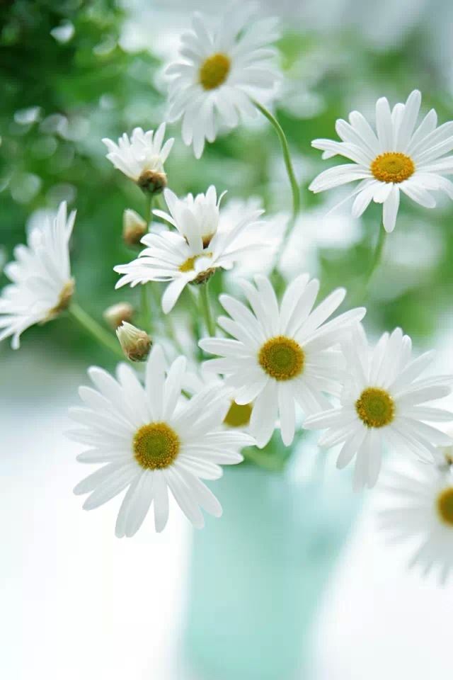 640x960 White daisies - flower iPhone 4s Wallpaper