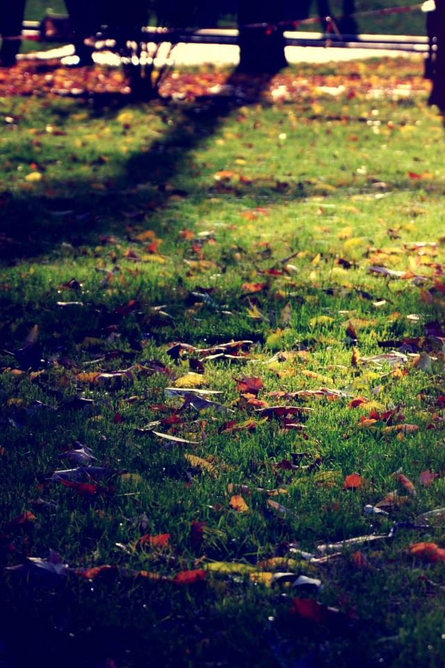 640x960 Armenian Autumn - grass iPhone 4s Wallpaper