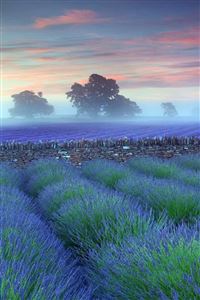 Lavender wallpaper