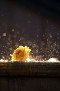 Yellow Rose wallpaper