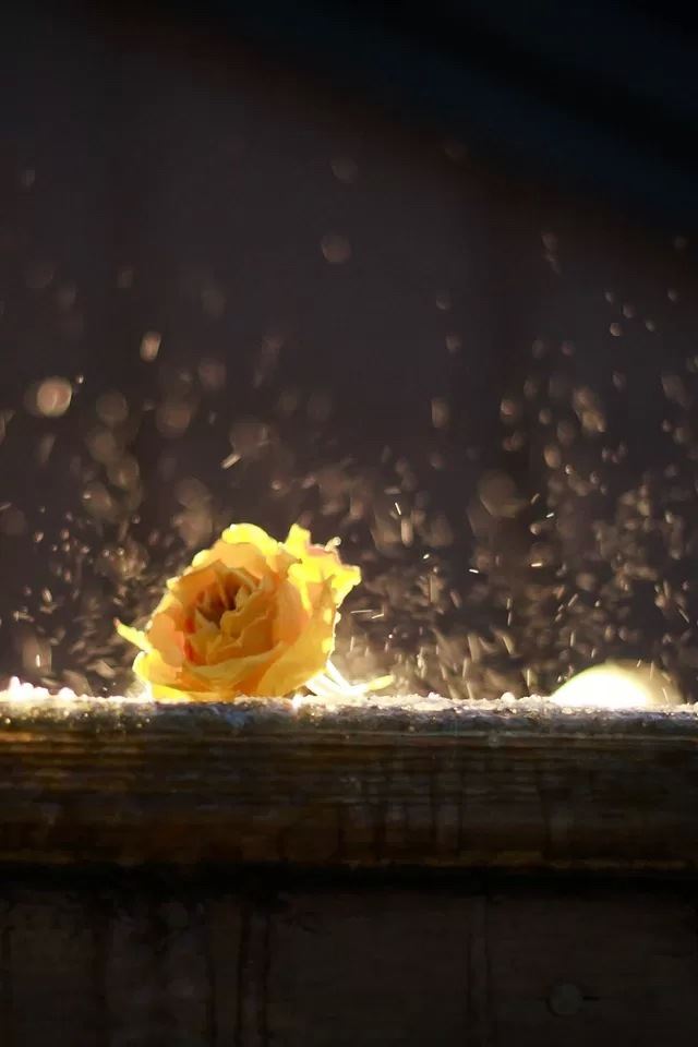 640x960 Yellow Rose - splash iPhone 4s Wallpaper
